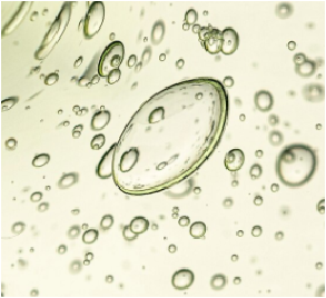 Scalp-Salixin®